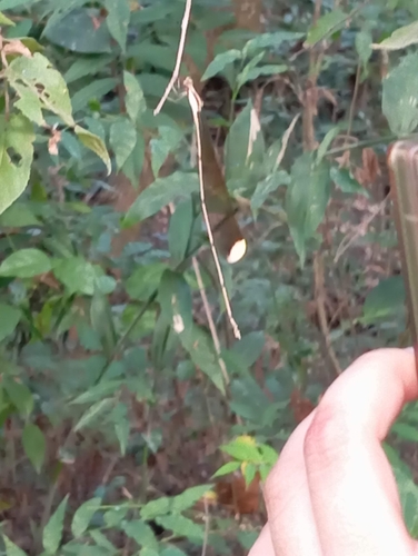Lemon-tipped Helicopter (Mecistogaster ornata)