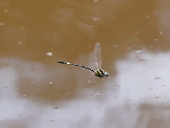 Parasynthemis regina
