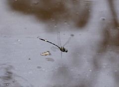 Parasynthemis regina