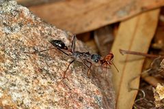 Myrmecia rufinodis