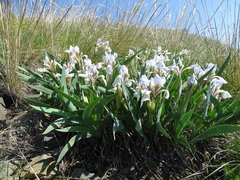 Iris glaucescens