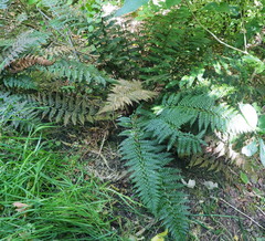 Polystichum neozelandicum zerophyllum × vestitum