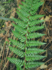 Polystichum neozelandicum zerophyllum × vestitum