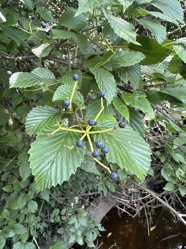 Southern Arrowwood (Viburnum dentatum)