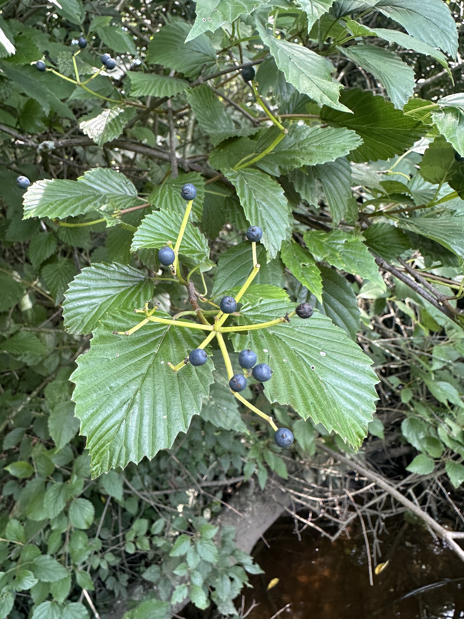 Southern Arrowwood (Viburnum dentatum)