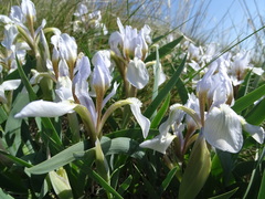 Iris glaucescens
