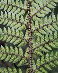 Polystichum neozelandicum zerophyllum × vestitum