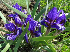 Iris glaucescens