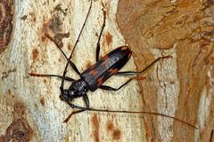 Phoracantha tricuspis