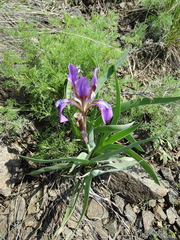 Iris glaucescens
