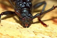 Phoracantha tricuspis