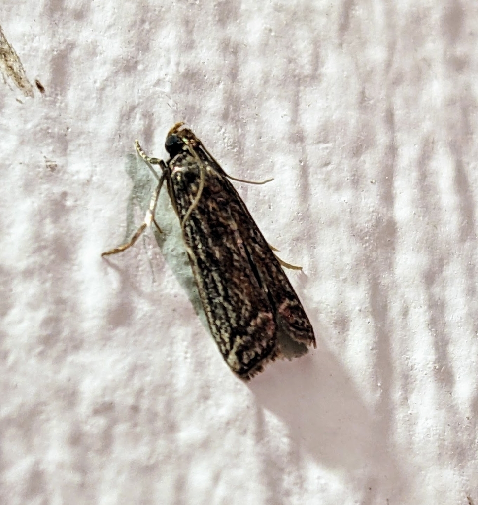 Zophodia penari