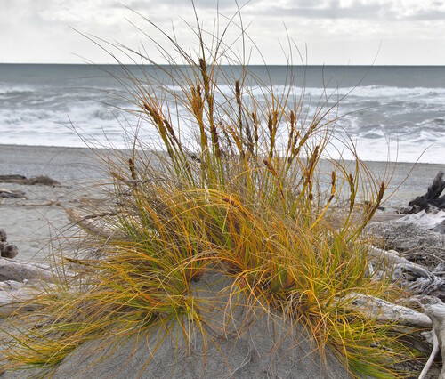 Ficinia spiralis (A.Rich.) Muasya & de Lange
