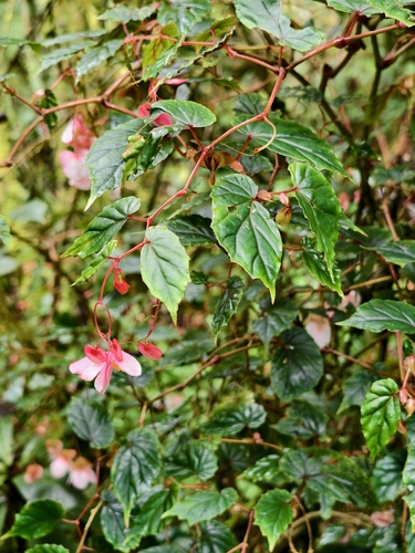 Begonia merrittii, 2025-11-30