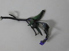 Angiospermae