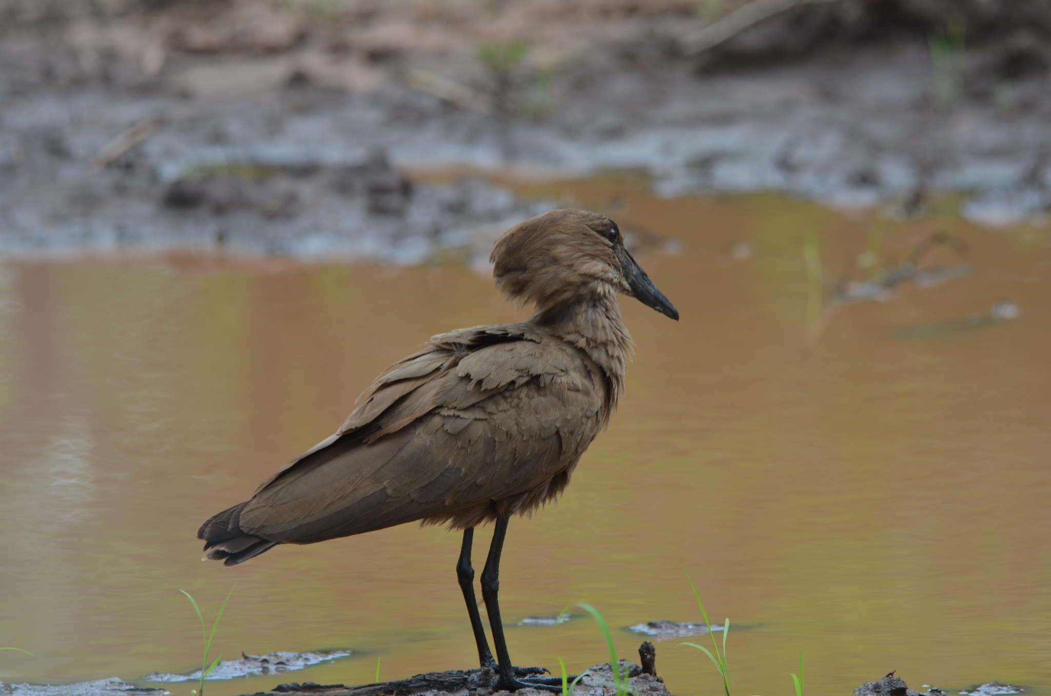 Hamerkop (Scopus umbretta)