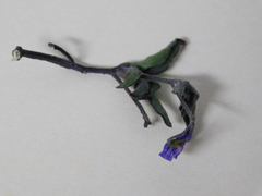Angiospermae