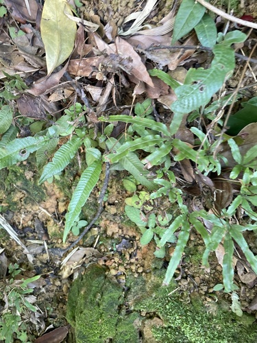 Thelypteris triphylla iNat (3)