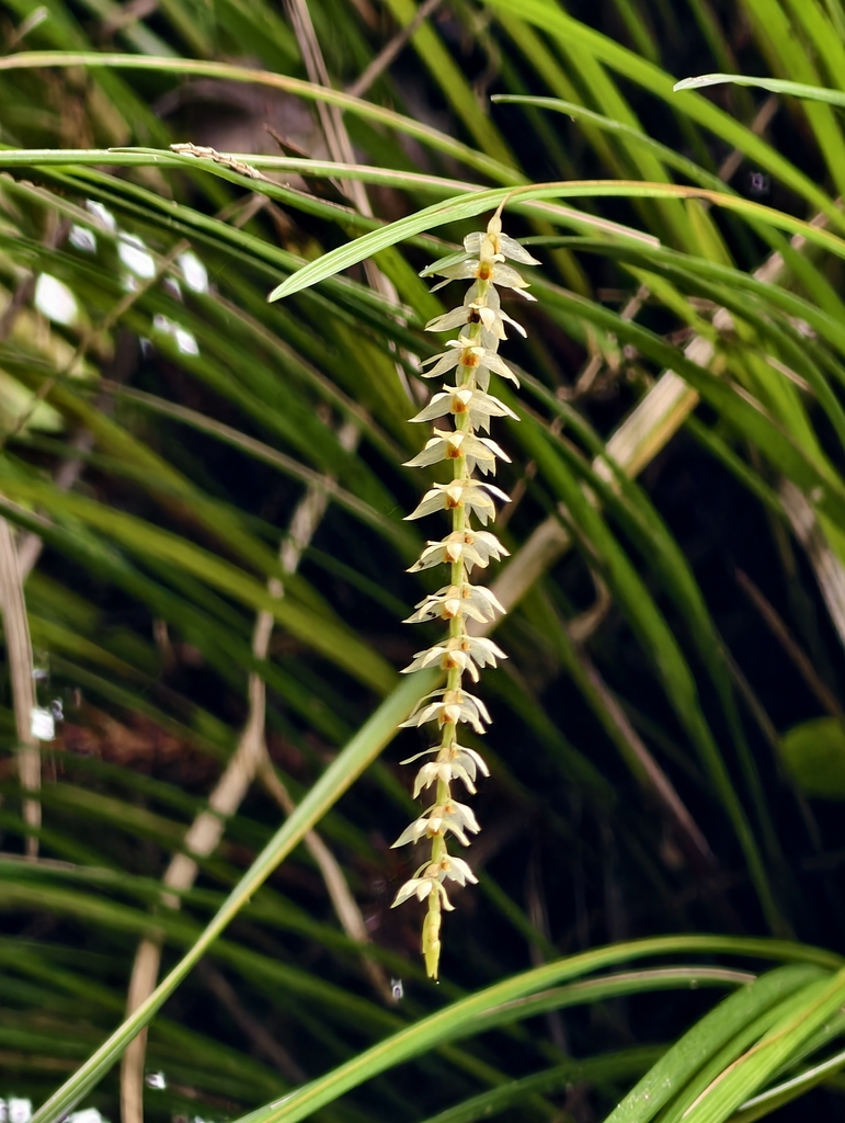 Coelogyne benguetensis