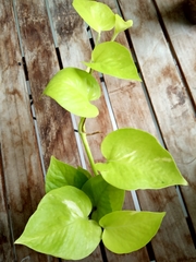 Epipremnum aureum
