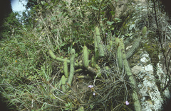 Cleistocactus samaipatanus