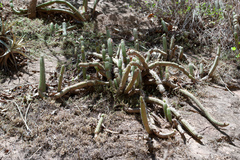 Cleistocactus samaipatanus