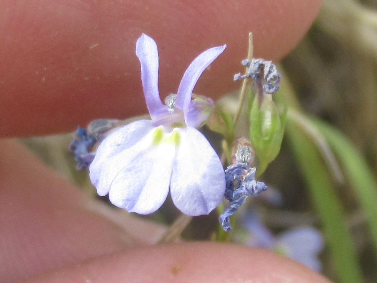 Lobelia berlandieri ssp. brachypoda