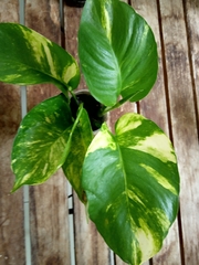 Epipremnum aureum