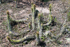 Cleistocactus samaipatanus