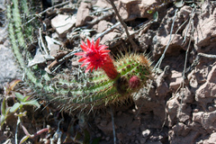 Cleistocactus samaipatanus