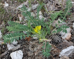 Astragalus kungurensis