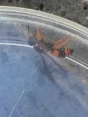 Ancistrocerus kerneri