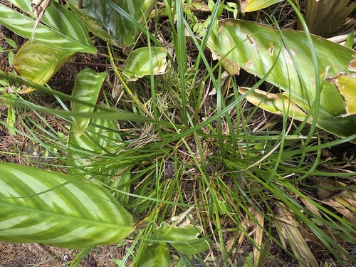 Carex polystachya, 2025-12-06