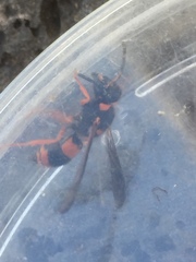 Ancistrocerus kerneri