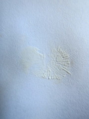 Mycena roseilignicola