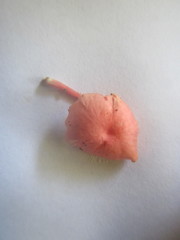 Mycena roseilignicola