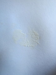 Mycena roseilignicola