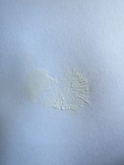 Mycena roseilignicola