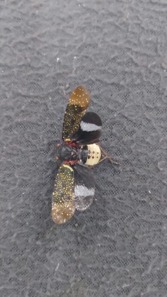 Zeunasa irrorata