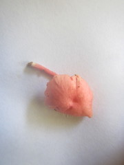 Mycena roseilignicola