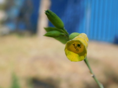 Nicotiana glauca