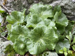 Umbilicus intermedius