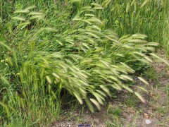 Hordeum murinum leporinum