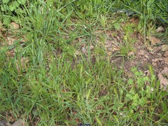 Hordeum murinum leporinum