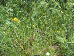 Dactylis glomerata hispanica