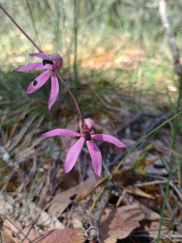 Black-tongue caladenia (Caladenia congesta)