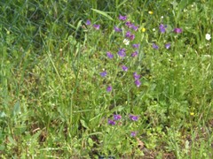 Echium plantagineum
