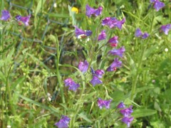 Echium plantagineum