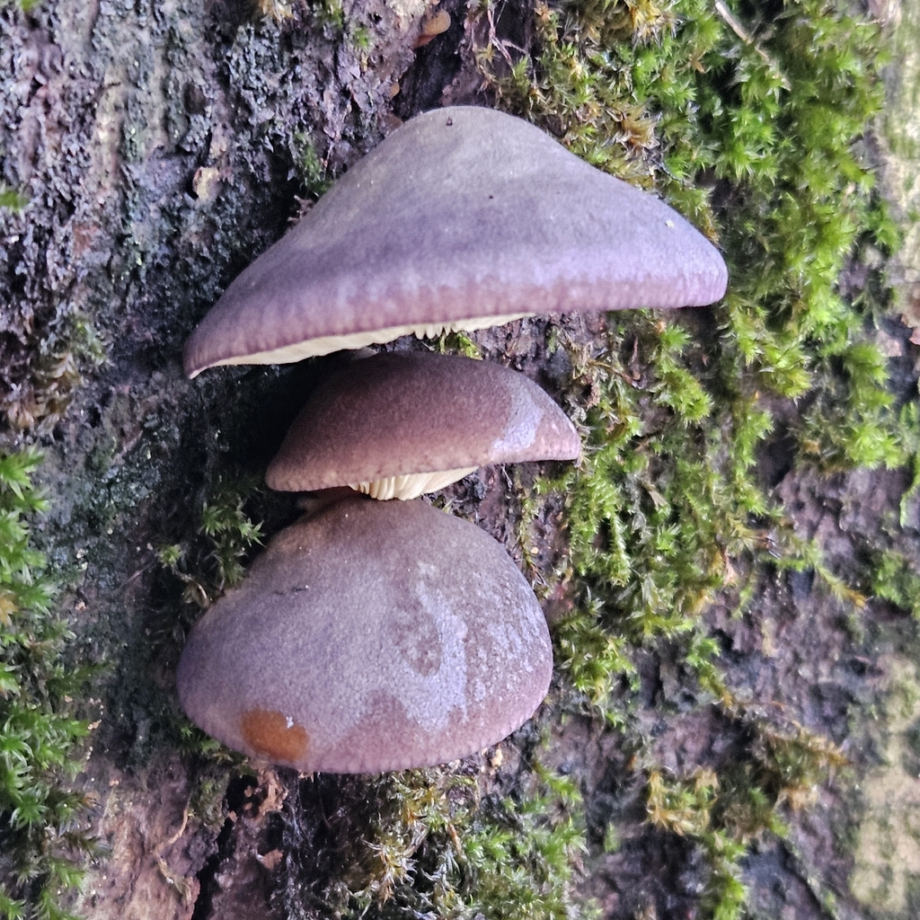 Sarcomyxa serotina · December 2025 · photo: © tser (iNaturalist, cc-by)