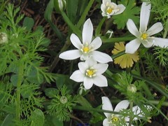Ornithogalum baeticum